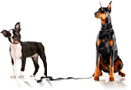 petsandanimals